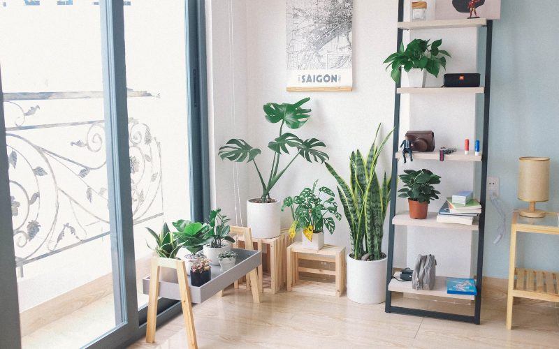 9 House Plants That Even You Can't Kill 9 House Plants That Even You Can't Kill